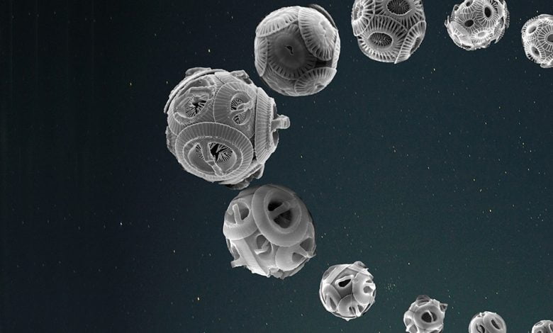 Recreación de cocolitóforos evolucionando al ritmo de la órbita terrestre / Luc BEAUFORT-CNRS-CEREGE