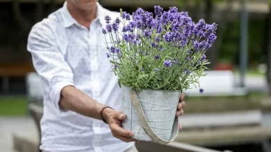 Tus macetas de lavanda a partir de esquejes del año anterior / CROPPIT