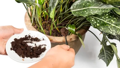 Espolvorea los posos del café en todas tus plantas, midiendo cantidades / iSTOCK