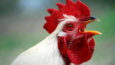 Los animales llegaron primero, y la ley francesa se lo reconoce / i-STOCK