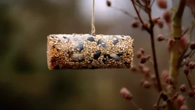 Comedero de pájaros con rollo papel higiénico / ILUSTRACION BE ONLOOP