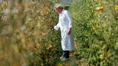 El francés Alain Passard fue pionero de la sostenibilidad. Uno de los 50 top mundial abrió su propio huerto / ARPÈGE