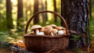 Avanza el otoño, pero hay bosques en España con setas hasta abril / BEonloop