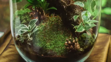 Estos jardines embotellados pueden quedar genial en tu casa / PEXELS - Katarzyna Modrzejewska