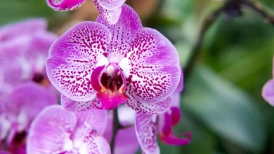 Las orquídeas en flor duran más si usas cáscara de nuez molida como abono / PEXELS - Carissa Bongalosa