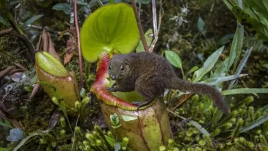 Un toupaye se posa en el borde de la bolsa de una Nepenthes rafflesiana para lamer néctar / ORDONEWS