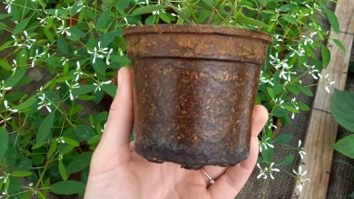 La propia maceta de vivero es no sólo biodegradable, sino que nutre a la planta / SO ETHIC