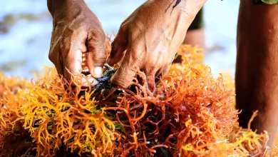 Recogiendo algas de acuicultura en Francia / i-STOCK
