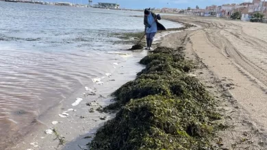 7 toneladas de algas al día son un infarto ecosistémico aprovechable como biomasa / CIEMAT