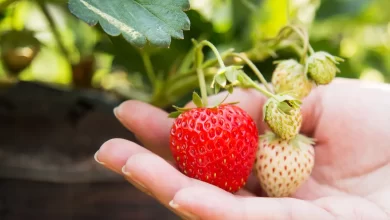 Las fresas son una excelente elección para su jardín, ofrecen varias cosechas / Pexels