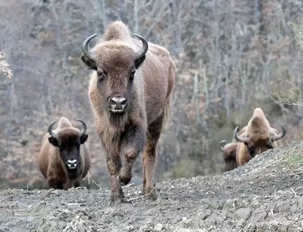 El bisonte europeo (Bison bonasus) está siendo reintroducido con éxito en algunas regiones del continente / PEXELS