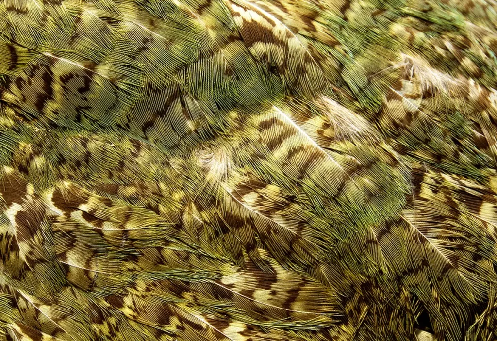 plumas del kakapo