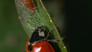 Tu huerto es un ecosistema y debes diseñar el equilibrio de especies para evitar plagas / PEXELS - Akbar Nemati
