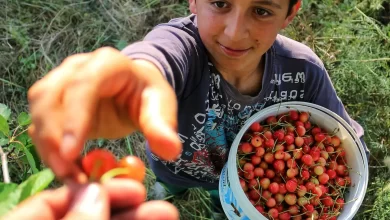 Niño cogiendo cerezas en cubo / PEXELS - Sadullah Akkoyun