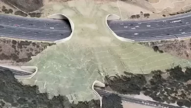 Imagen de render de la pasarela naturalizada sobre la autopista / NWF