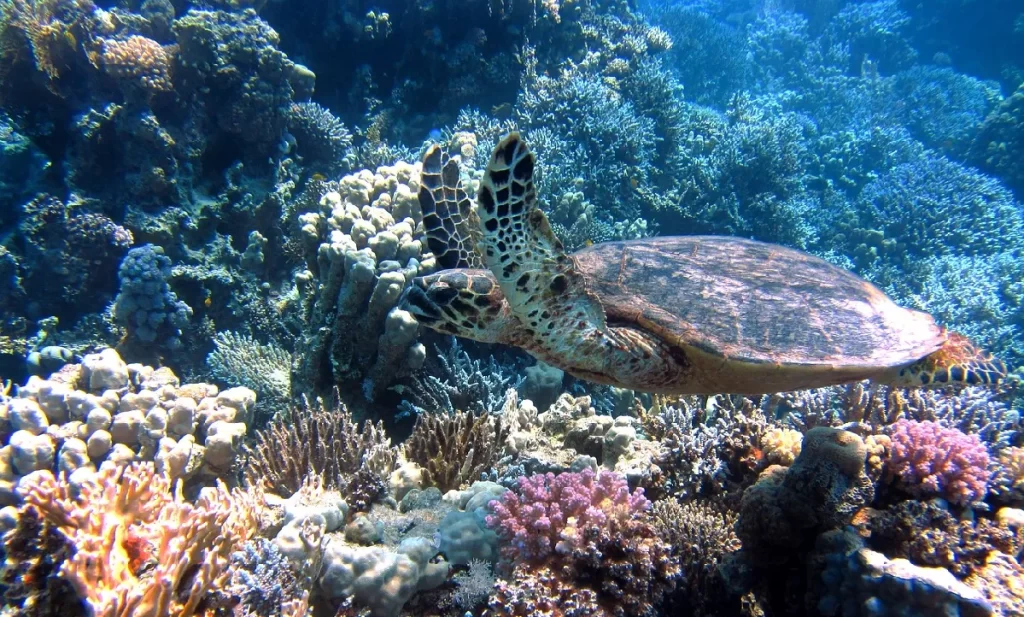 Una tortuga marina discurre por una zona de corales descoloridos / Pixabay