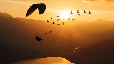 Christian Moullec volando junto a gansos en sus rutas migratorias