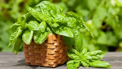Planta de Albahaca