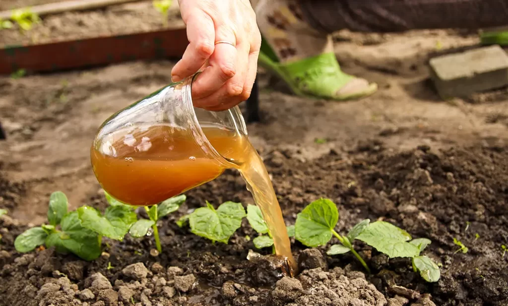 Jugo fermentación Bokashi Jugo fermentación Bokashi