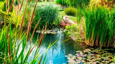 Jardín acuático de fitodepuración