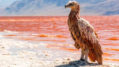 Ave petrificada Lago Natron