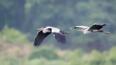 Gazas reales al vuelo