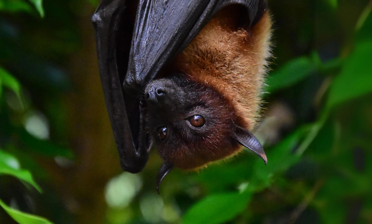 Durante el día, los murciélagos descansan colgados boca abajo en cuevas, árboles o rincones tranquilos y oscuros./ Imagen: envato