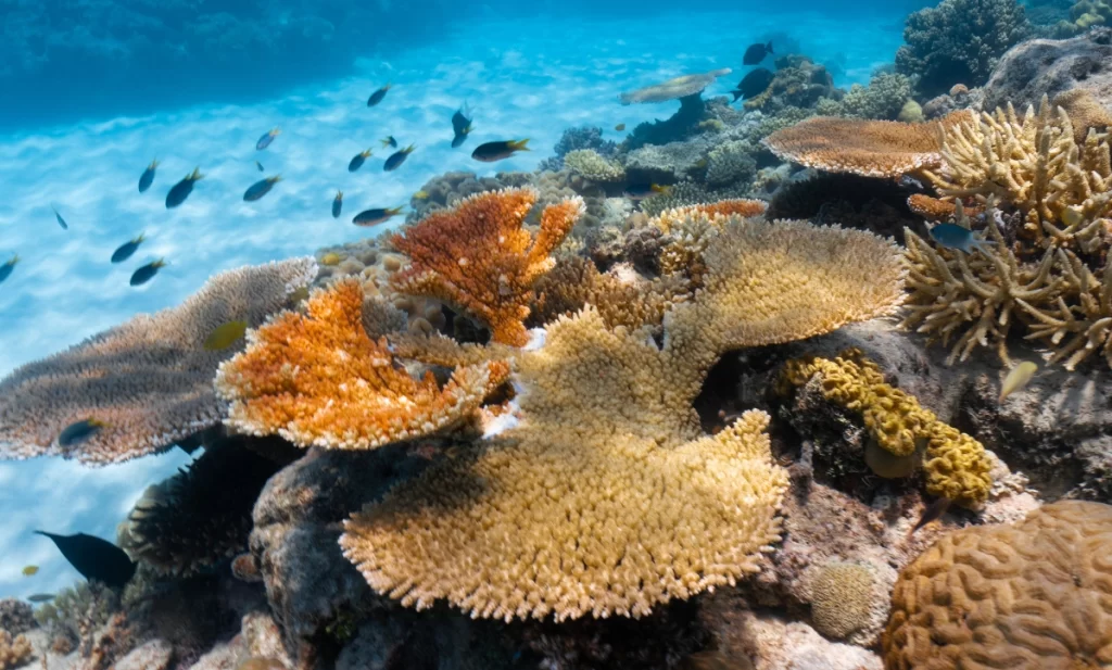 arrecife de coral arrecife de coral