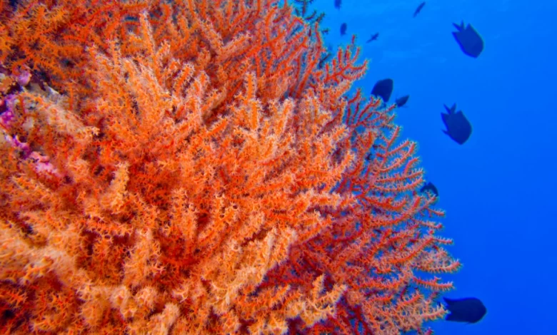 Los jardines submarinos son una solución real que devuelve vida a entornos marinos