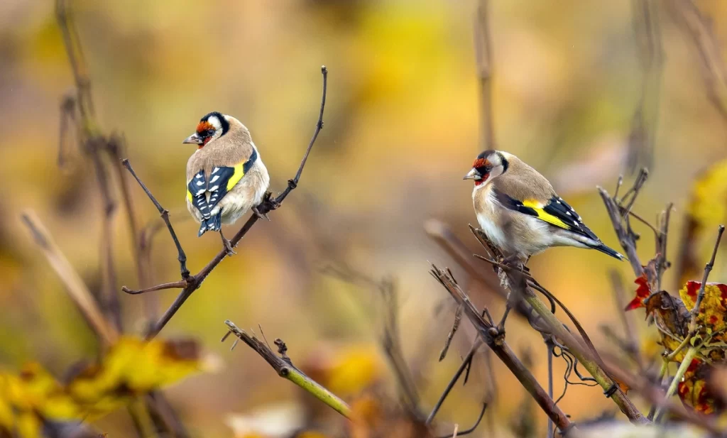 jilguero europeo (Carduelis carduelis) jilguero europeo (Carduelis carduelis)