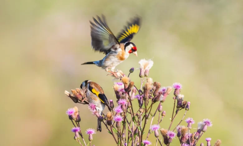 Observar jilgueros en libertad nos conecta con la belleza sencilla y cercana de la naturaleza viva.