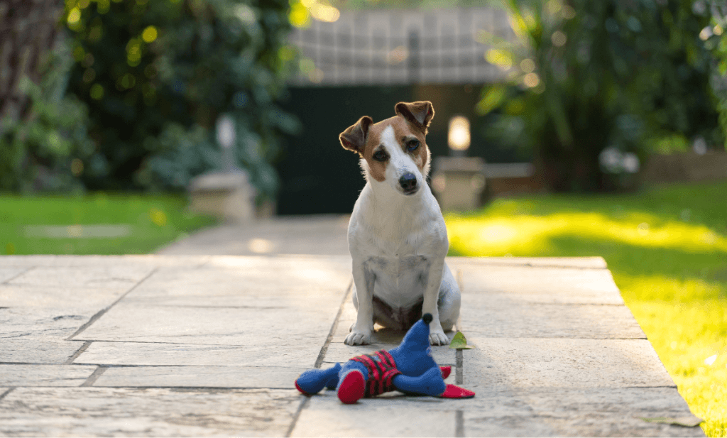 Perro con su juguete El juego diario puede revelar sorprendentes capacidades cognitivas en perros de todas las razas