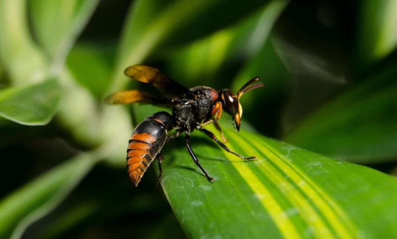 La avispa velutina destaca por su tamaño, su color oscuro y las patas con extremos amarillos
