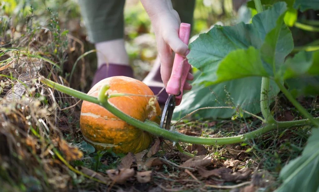 calabaza huerto